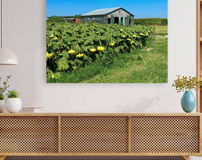 Sunflowers Ready for the Harvest by Bill Swartwout Photography