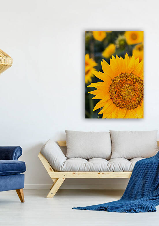 Sunflower by Joe Montiel