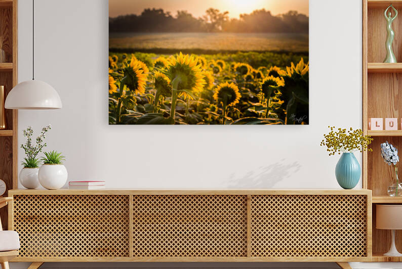 Sunflower Sunrise by Joe Montiel