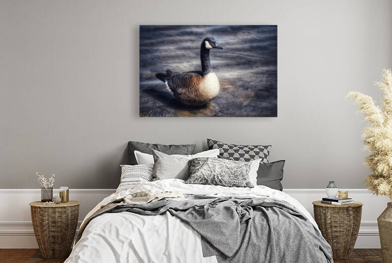 Canada Goose  by Light Through Glass