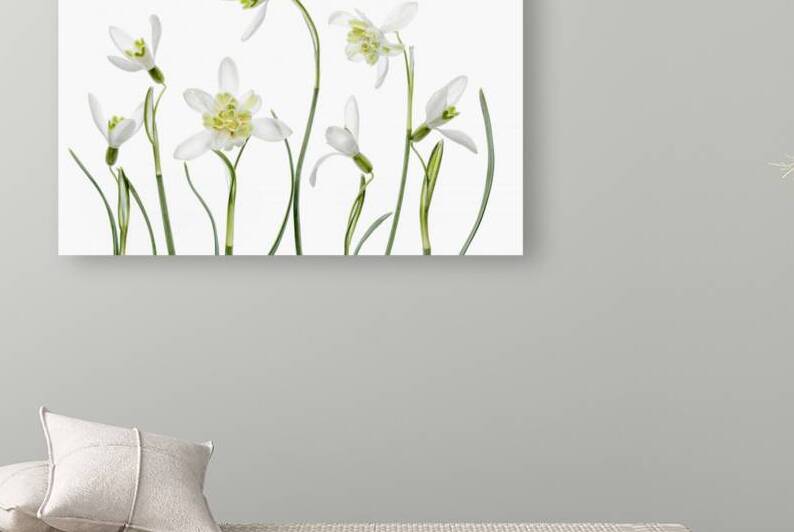 Spring Snowdrops by 1x