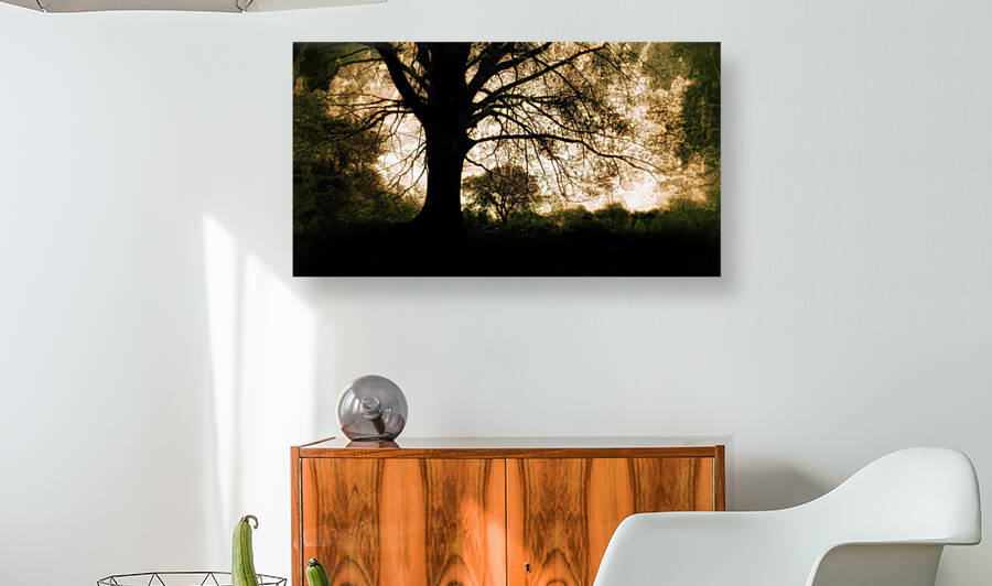 Oak Tree by Light Through Glass