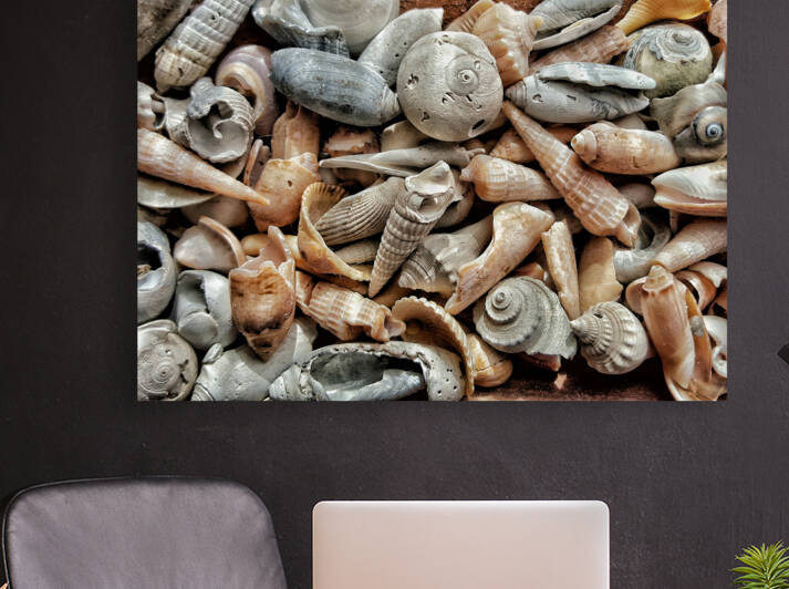 Seashells  by Light Through Glass