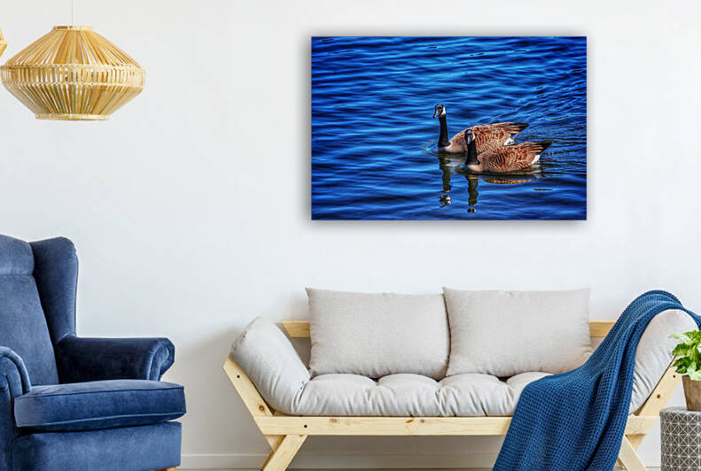 Canada  Geese  by Light Through Glass