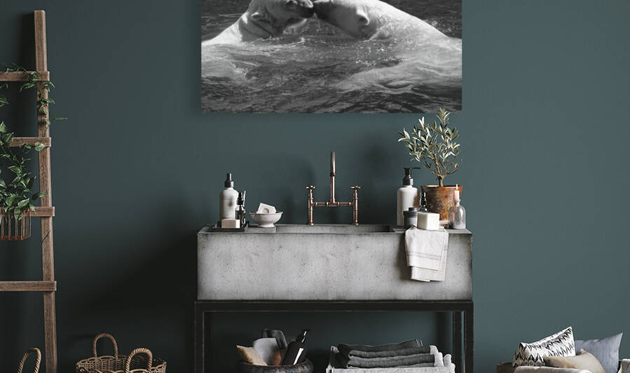 BW Kiss Me Polar Bears - Off the Barrier Island Alaska by 360 Studios