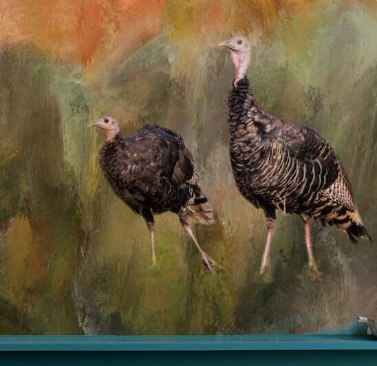 jive turkeys by Bo Insogna