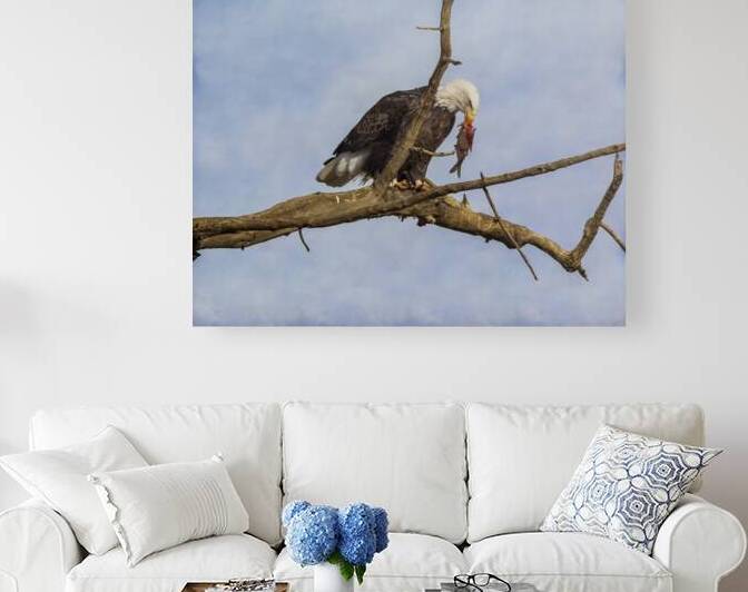 fish anyone by Bo Insogna