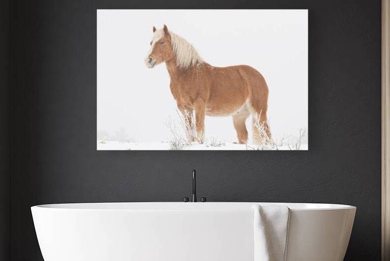 Smiling Palomino Snow by Bo Insogna