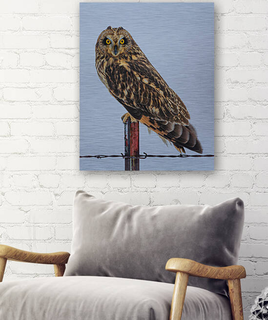 Short-eared owl  by Joe Riederer