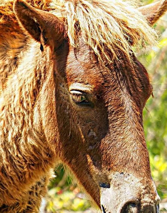Assateague Pony Wyld Wynds Colt by Bill Swartwout Photography