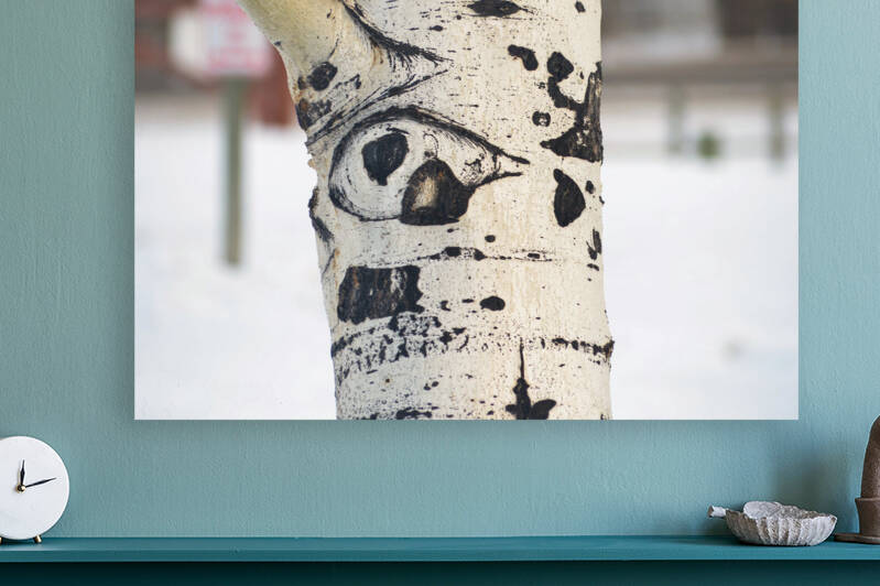 Eye of the tree by earthdawg