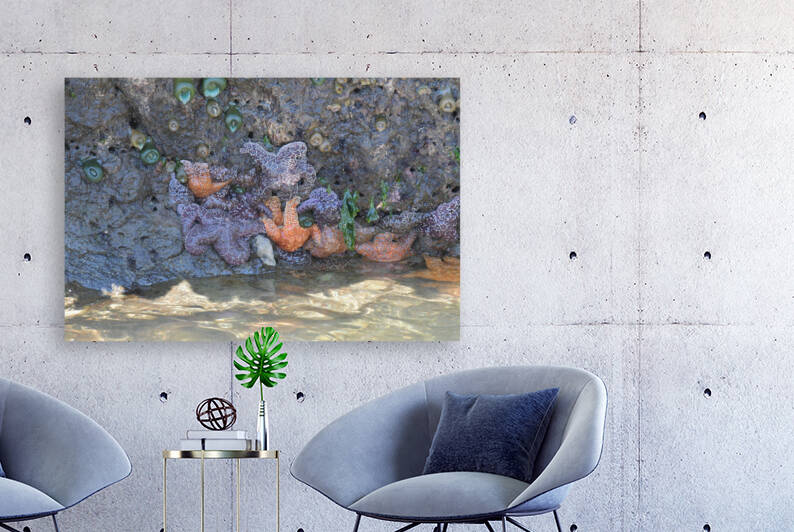 Starfish by earthdawg