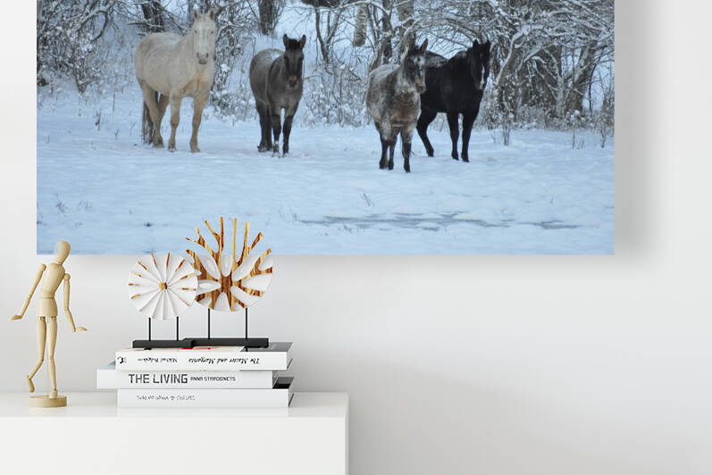 Horses in Snow by earthdawg