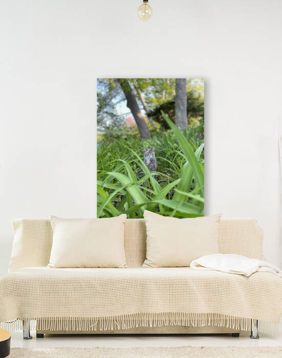 Cat in Grass by Squil