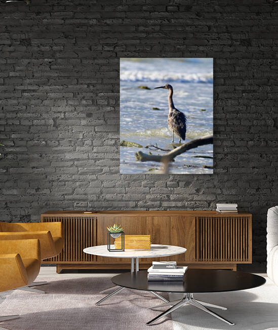 Juvenile Reddish Egret by Rachel Lombardo