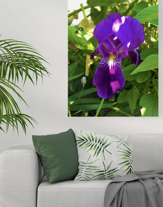 Iris by  Alix Forestier