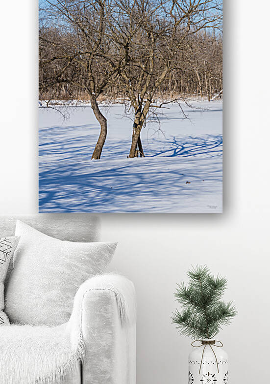 Crooked Winter Trees Springfield by Jennifer White