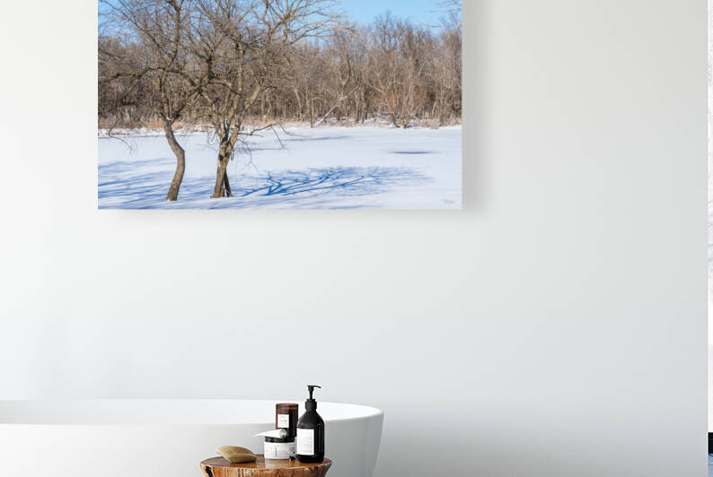 Springfield Crooked Winter Trees by Jennifer White