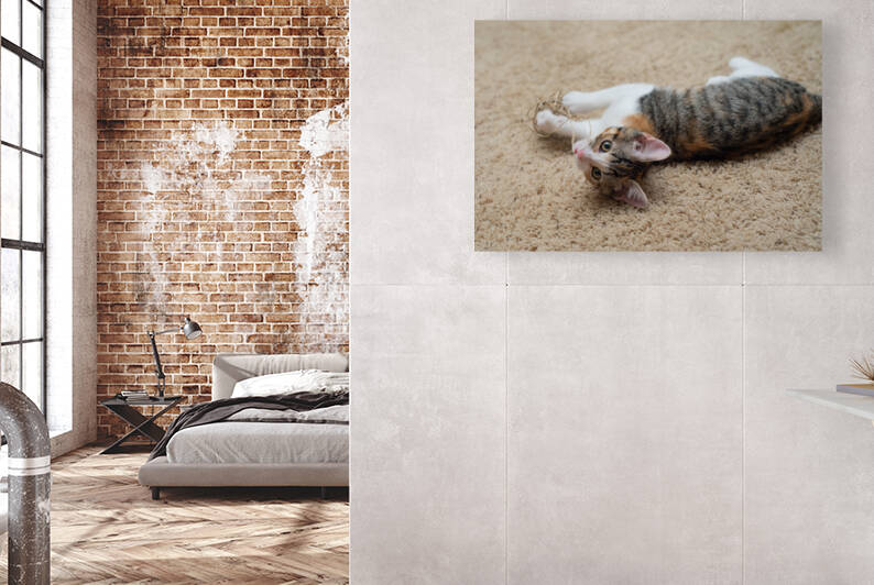 Curious Playful Calico Tabby Kitten by Jennifer White