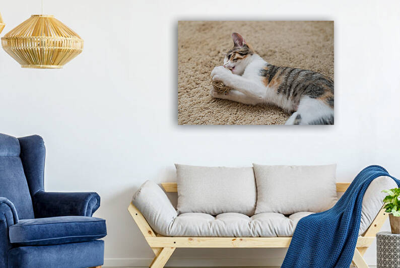 Calico Tabby Kitten Playing by Jennifer White