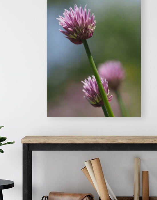 Pink Onion by Suzanne Bonin