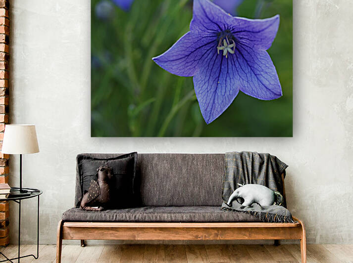 Balloon Flower by Suzanne Bonin