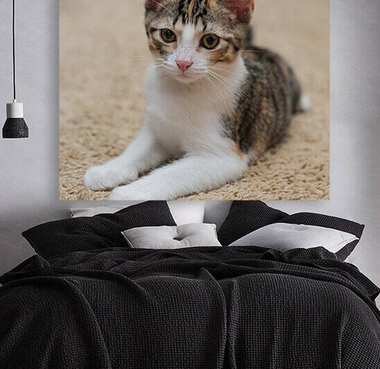 Calico Tabby Kitten Pose by Jennifer White