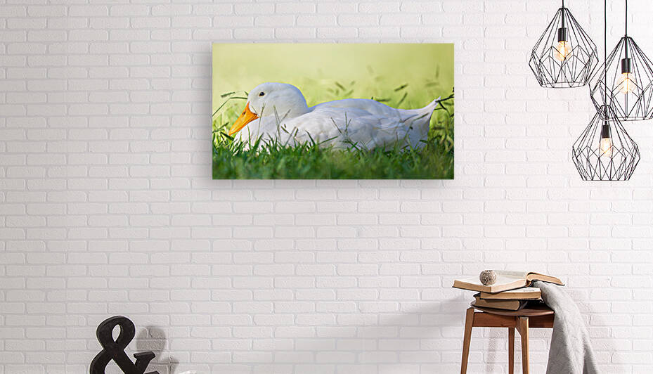 American Perking Duck On The Farm  by Jordan Hill Photography