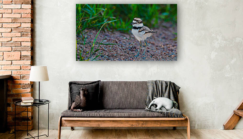 Killdeer Chick  1 by Joe Riederer
