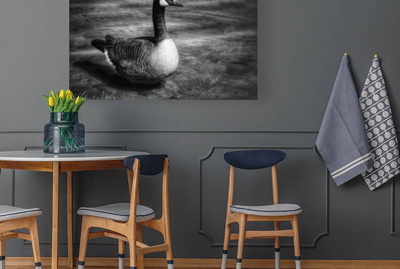 Canada Goose B&W by Light Through Glass