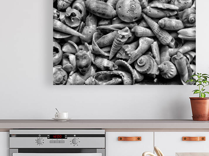 Seashells B&W by Light Through Glass