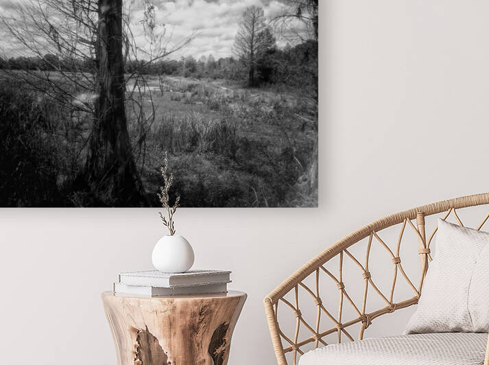 Tree in Field  B&W by Light Through Glass