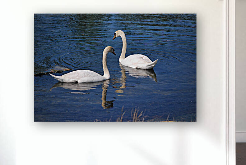 Swans by Light Through Glass