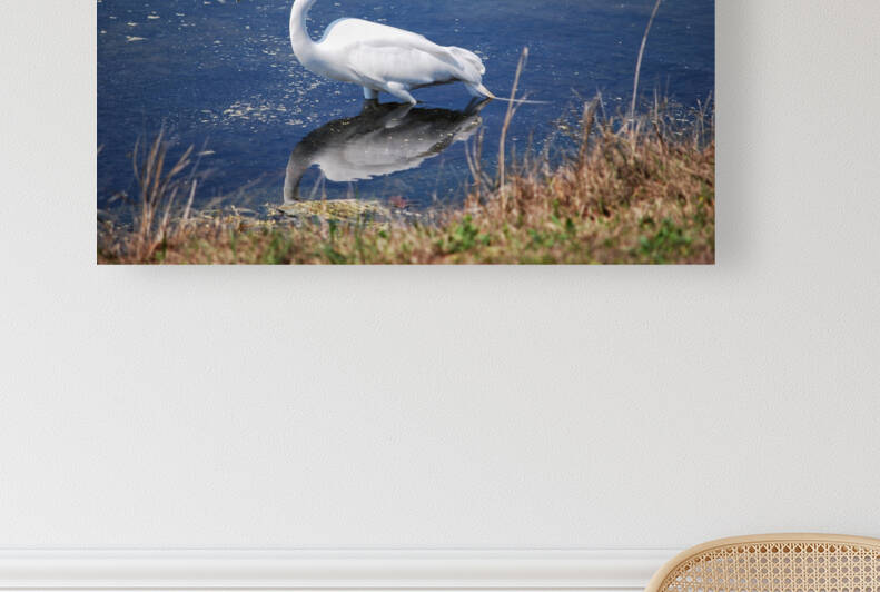 Egret  by Light Through Glass