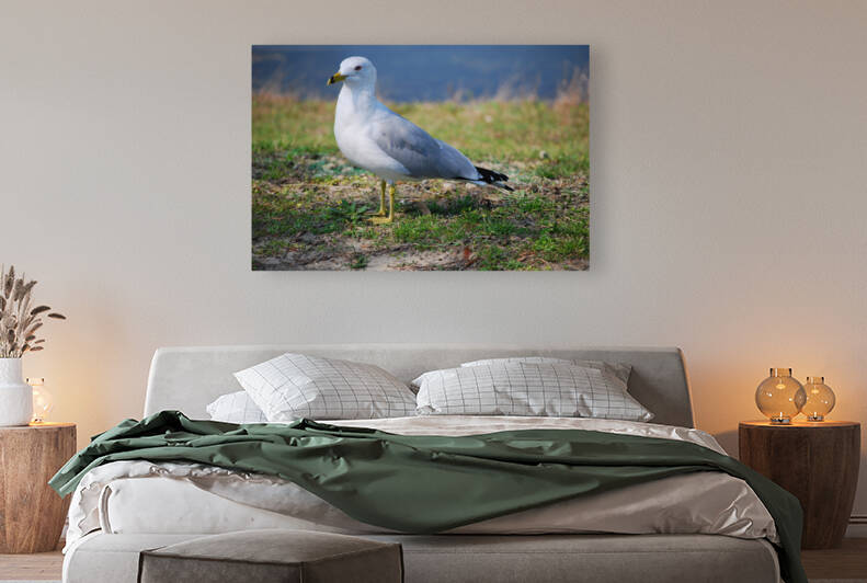 Segall  by Light Through Glass