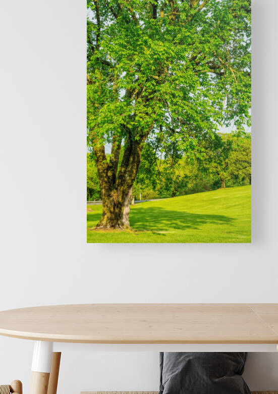 By The Old Elm Tree by Jennifer White