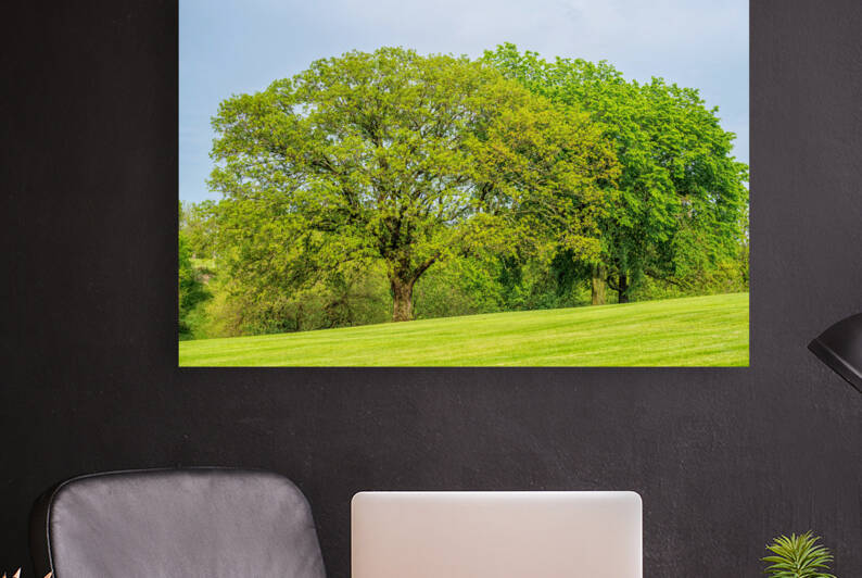 Elm And Oak Trees On A Hill by Jennifer White