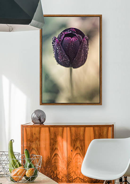 The Tulip by Manadh Photography