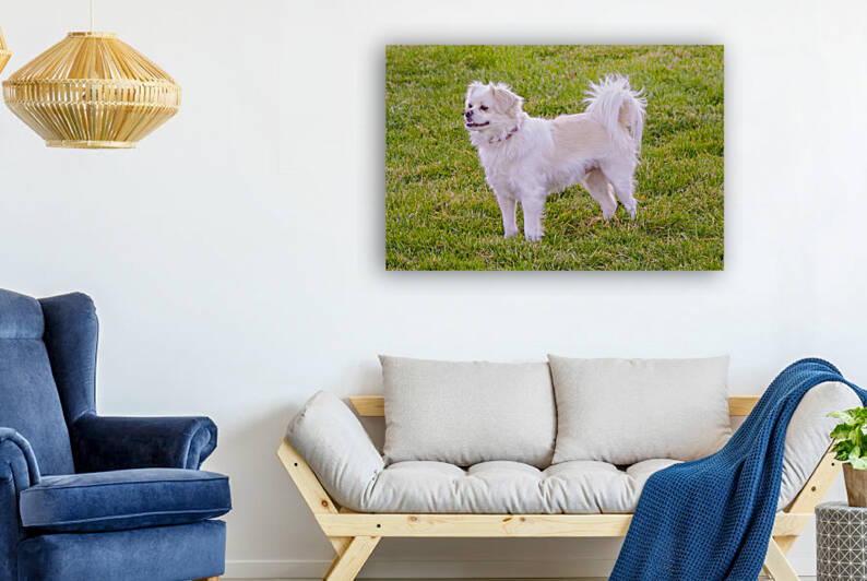  DSC9513 by Serv Goyal