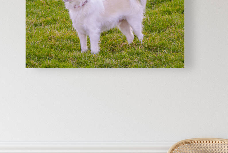  DSC9513 by Serv Goyal