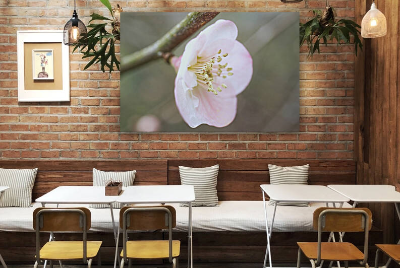 Pink Quince Blossom with Branch by Iris H Richardson