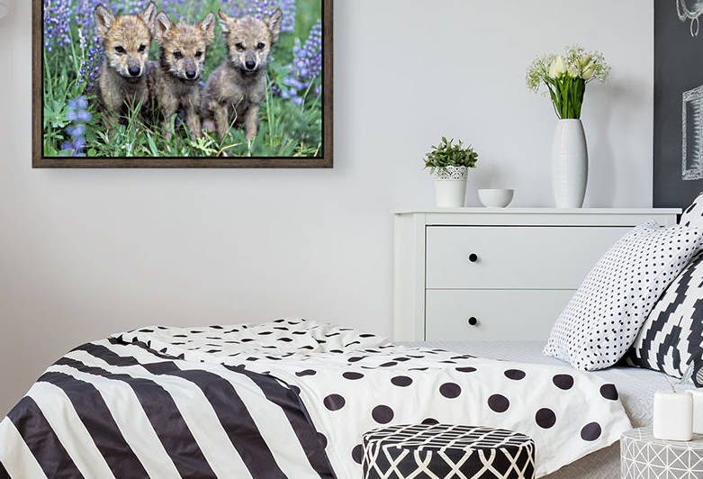 Three Wolf Pups by PacificStock