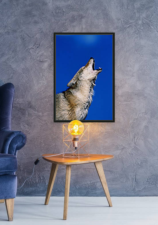 Howling Coyote by PacificStock