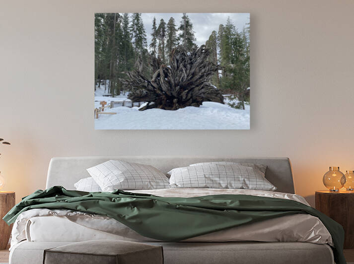 Redwood Root Yosemite  by Sheri Lynn