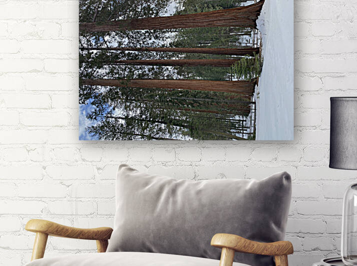 Yosemite Redwood by Sheri Lynn