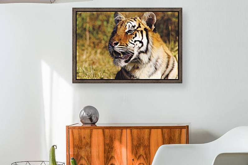 Tiger Head Shot by PacificStock