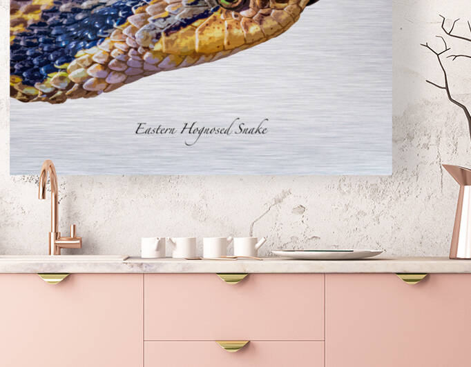 Eastern Hognosed Snake by Joe Riederer