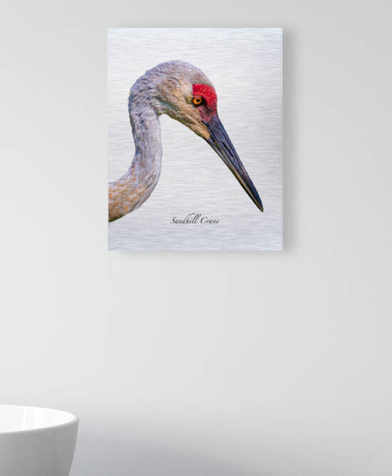 Sandhill Crane Beauty Shot by Joe Riederer