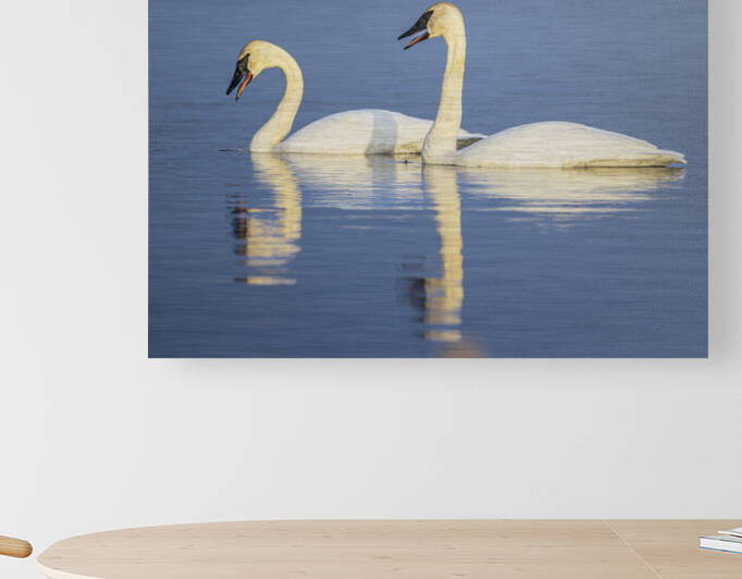 Trumpeter Swans by Joe Riederer
