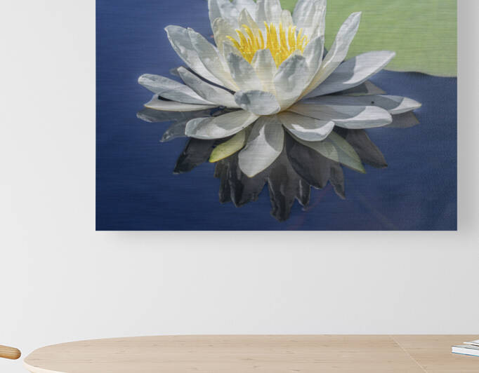 Water lily on a northern Wisconsin Lake by Joe Riederer